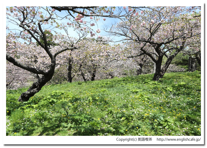 松前城、松前城はずれの桜（北海道松前郡松前町）