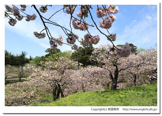 松前城、松前公園の散策路沿いの桜（北海道松前郡松前町）