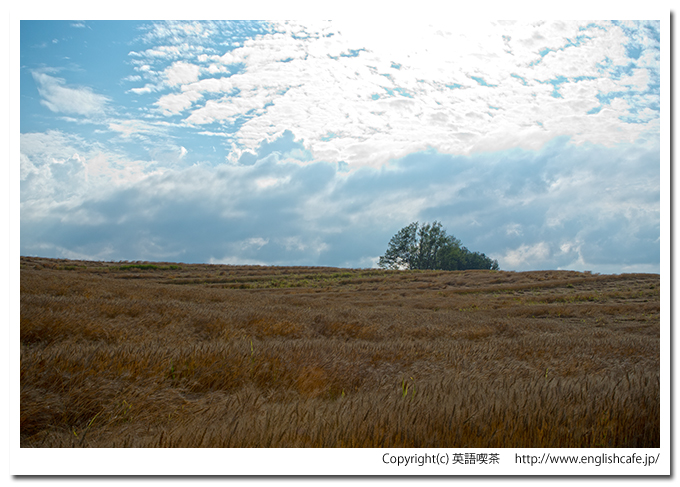 マイルドセブンの丘、カラマツ林の横側（北海道美瑛町）