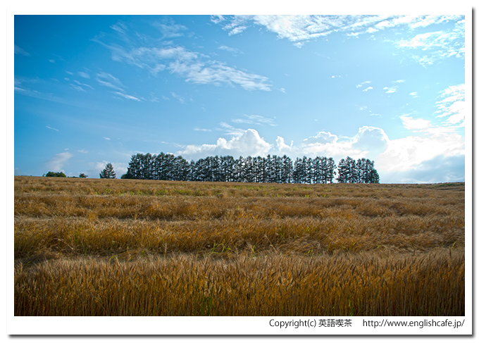 マイルドセブンの丘、カラマツ林の風景（北海道美瑛町）