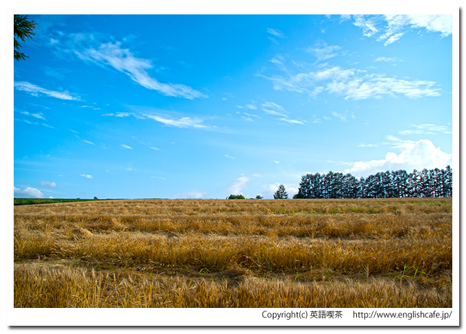 マイルドセブンの丘、カラマツ林の左側と空の風景（北海道美瑛町）
