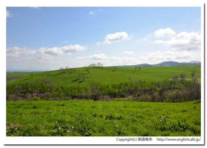 ナイタイ高原牧場、左へよって、放牧されている牛たち（北海道上士幌町）