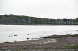 ナラワラ（晴天編）（野付半島）（北海道野付郡別海町）