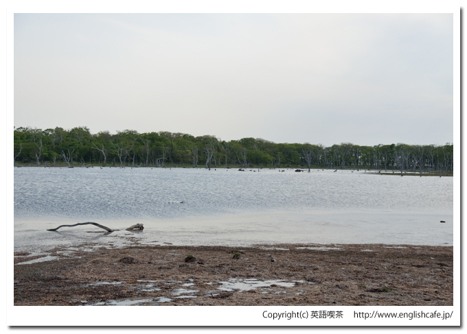 ナラワラ（晴天編）（野付半島）、ナラワラを別の視点から（北海道野付郡別海町）