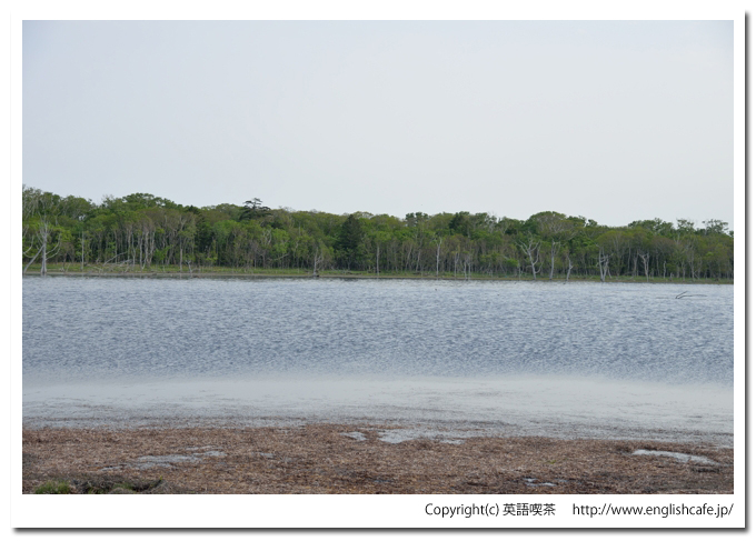 ナラワラ（晴天編）（野付半島）、ナラワラをさらに別の方角から（北海道野付郡別海町）
