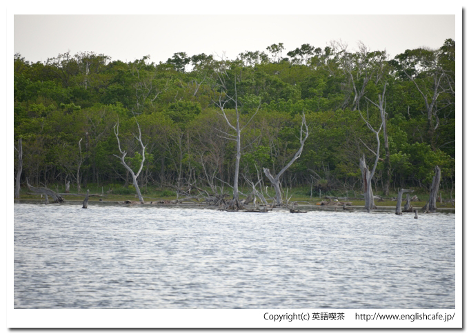 ナラワラ（晴天編）（野付半島）、ナラワラの一部をクローズアップ（北海道野付郡別海町）