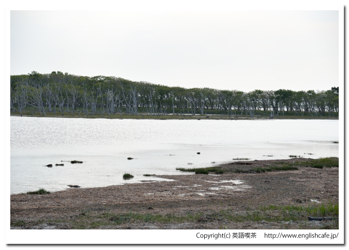 ナラワラ（晴天編）（野付半島）、ナラワラの立ち枯れた木々（北海道野付郡別海町）