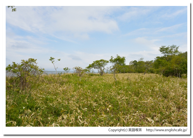 生花苗沼（北海道広尾郡大樹町）、湖畔と湿地