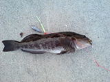 釣り