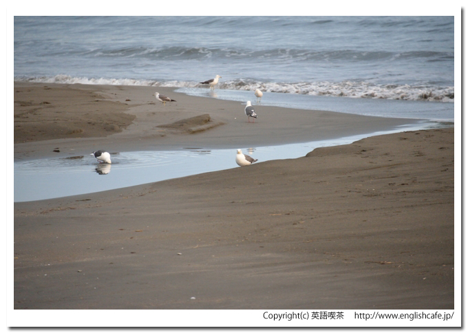 親子岩、砂浜の小さな河口とカモメの様子（北海道様似町）