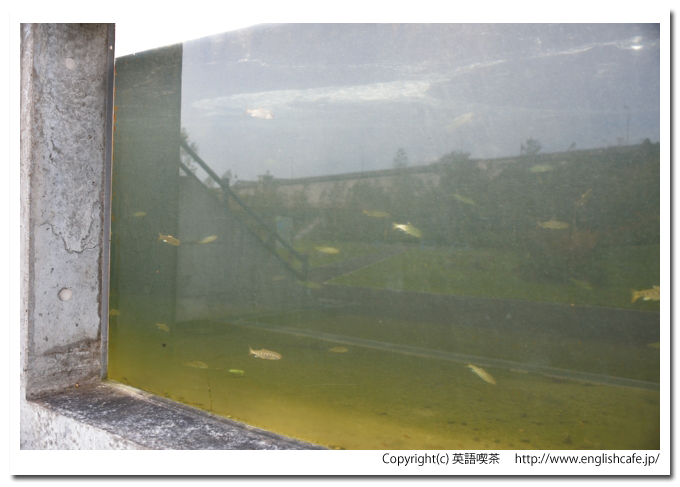 ピリカダム（２０１３秋の魚道）、ピリカダムの魚道の観察窓（北海道今金町）