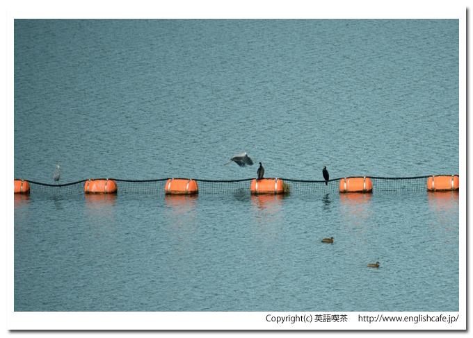 ピリカダム（２０１３秋の魚道）、ピリカダムのダム湖と魚を狙う水辺の鳥たち（北海道今金町）