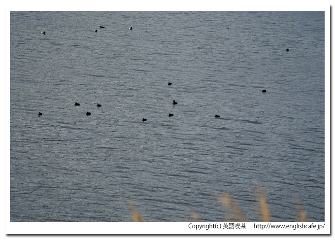 ２０１２年秋のピリカダム、湖の上で休むカモたち（北海道今金町）