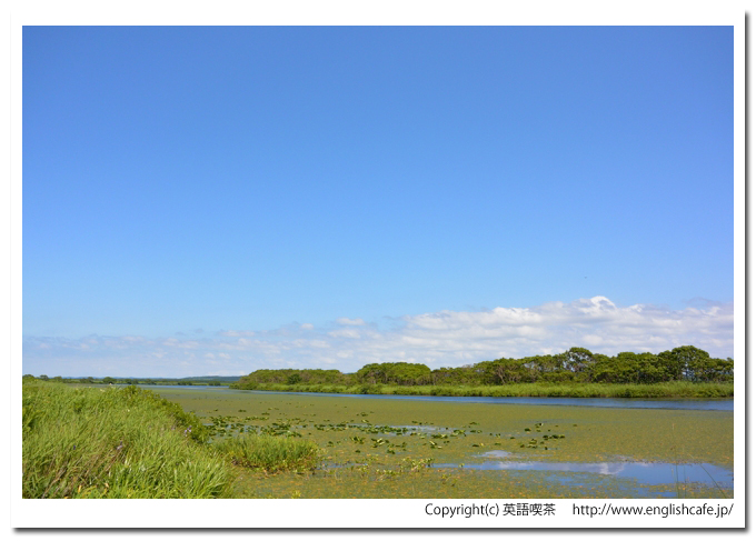 サロベツ湿原、サロベツ湿原を歩く、幌延ビジターセンターそばの長沼（北海道天塩郡幌延町）
