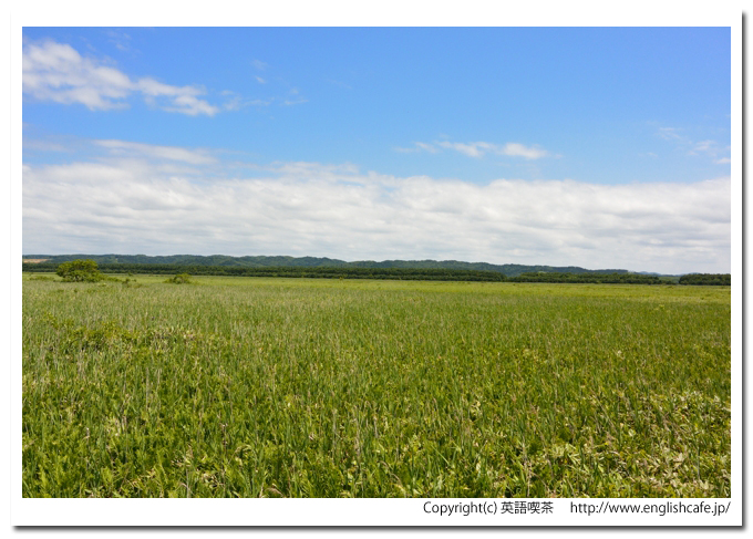 サロベツ湿原、サロベツ湿原を歩く、開けたところの原野風景（北海道天塩郡幌延町）