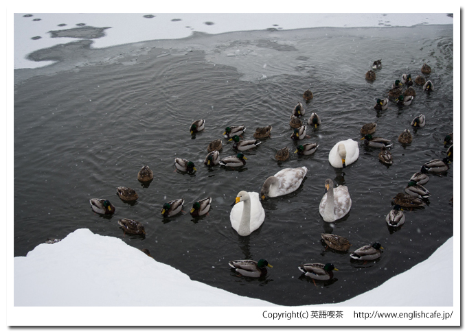大沼国定公園の白鳥台セバットの渡り鳥（北海道七飯町）