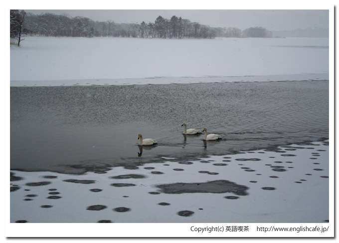 大沼国定公園の白鳥台セバットの渡り鳥、オオハクチョウ（北海道七飯町）