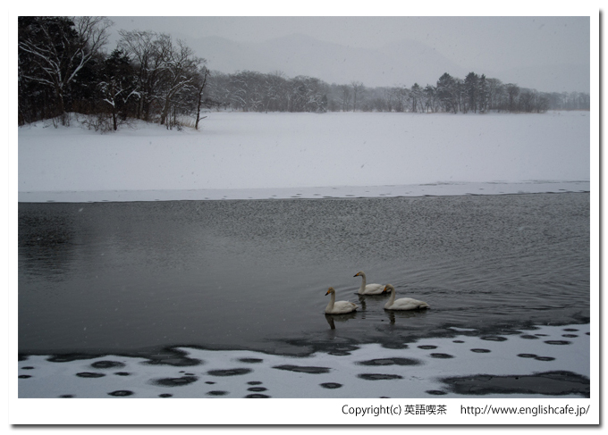 大沼国定公園の白鳥台セバットの渡り鳥、オオハクチョウ（北海道七飯町）