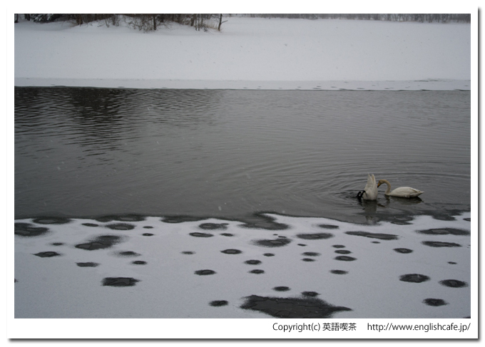 大沼国定公園の白鳥台セバットの渡り鳥、オオハクチョウ（北海道七飯町）