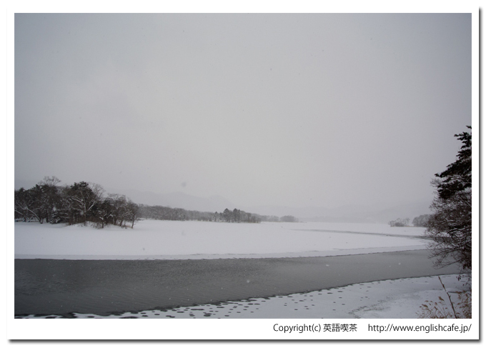 大沼国定公園の白鳥台セバットの渡り鳥（北海道七飯町）