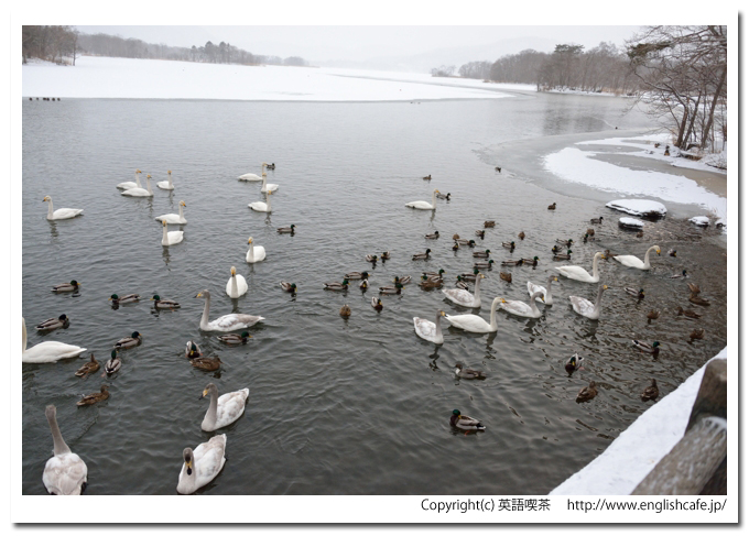 白鳥台セバット、白鳥台セバット２０１４冬（北海道七飯町）