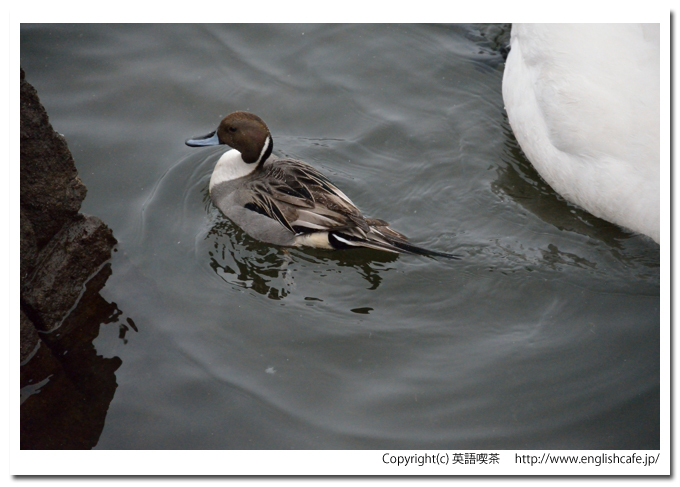 白鳥台セバット、白鳥台セバットから見るオナガガモ（北海道七飯町）