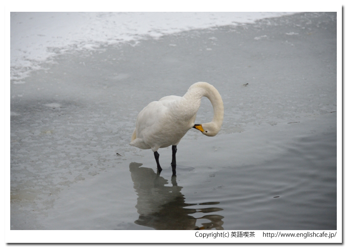 白鳥台セバット、白鳥台セバットから見るハクチョウ（北海道七飯町）