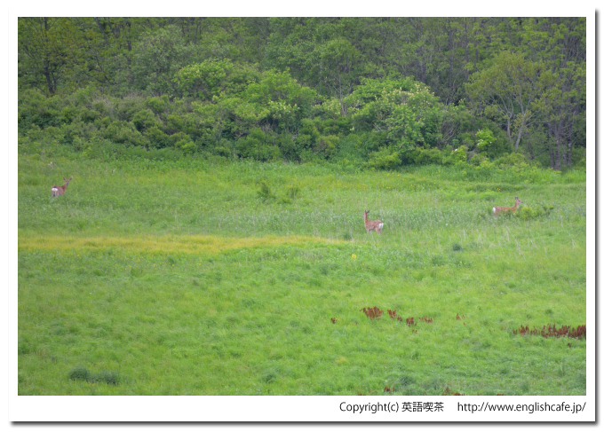 新酪農村展望台、牧場のクローズアップとエゾシカたち（北海道野付郡別海町）