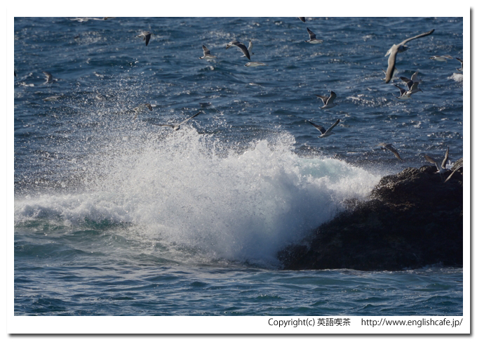 白神岬、白神岬からみる海面に見える岩礁とカモメのクローズアップ（北海道松前郡松前町）