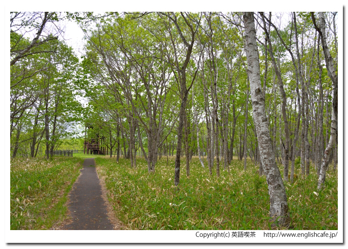 シラルトロ湖（釧路湿原国立公園）、シラルトロ湖の蝶の森散策路（北海道川上郡標茶町）