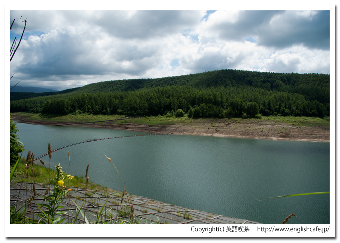 しろがねダム、ダム湖の奥側、ダム湖と森林（北海道美瑛町）