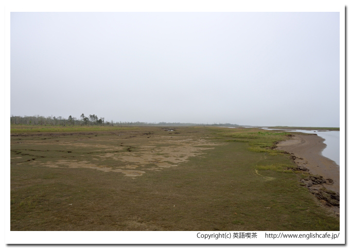 春国岱、春国岱の砂地の上（北海道根室市）