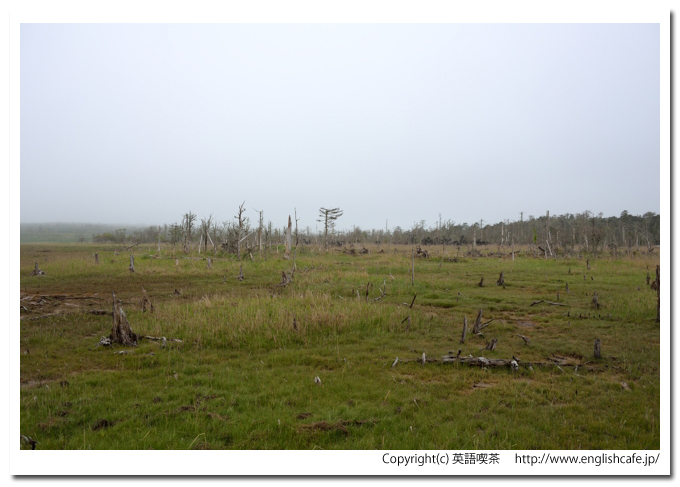 春国岱、春国岱の砂地の林風景（北海道根室市）