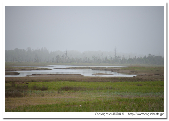 春国岱、春国岱の湿原と林の様子（北海道根室市）