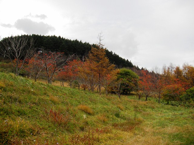 玉川公園の駐車場と紅葉（北海道久遠郡せたな町）