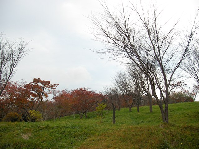 玉川公園の駐車場とその側の紅葉（北海道久遠郡せたな町）