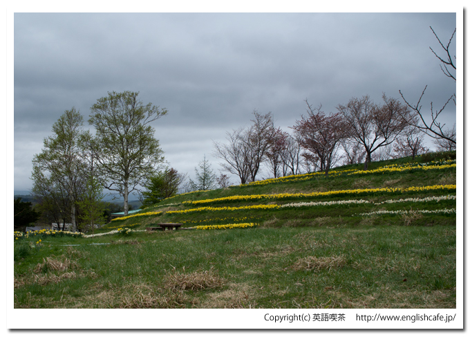春の玉川公園、入口付近の水仙（北海道久遠郡せたな町）