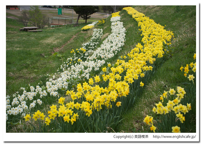 春の玉川公園、整然とした水仙（北海道久遠郡せたな町）