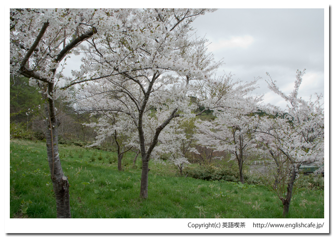 玉川公園の水仙と桜（北海道久遠郡せたな町）
