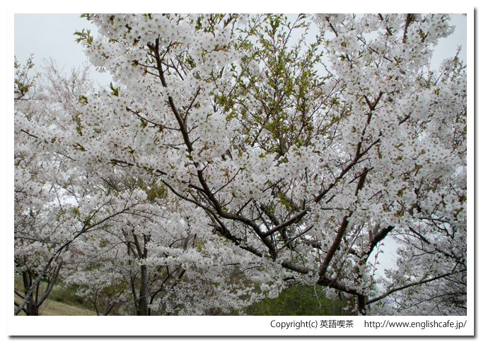 玉川公園の桜（北海道久遠郡せたな町）