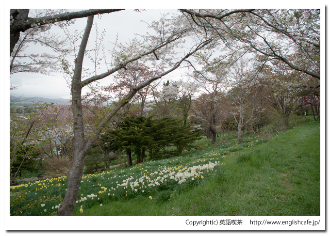 玉川公園の水仙と桜（北海道久遠郡せたな町）