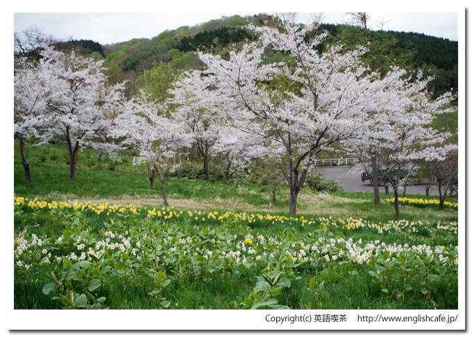 玉川公園の水仙と桜を別の視点から（北海道久遠郡せたな町）