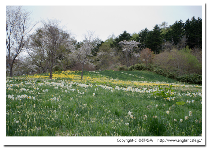 玉川公園の水仙と桜をさらに視点から（北海道久遠郡せたな町）