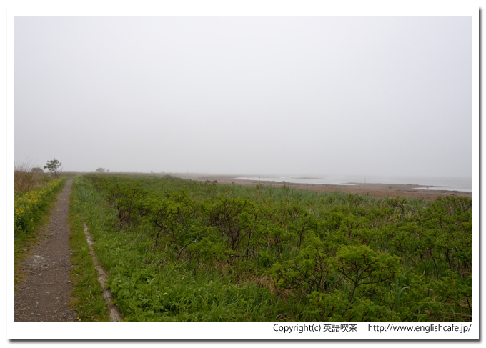 トドワラ（野付半島）、トドワラの散策路から（北海道野付郡別海町）