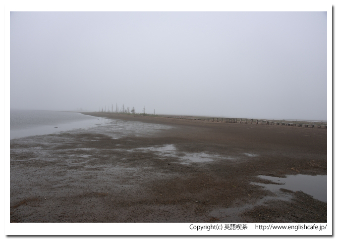 トドワラ（野付半島）、先端少し手前のトドマツ枯れ木群（北海道野付郡別海町）