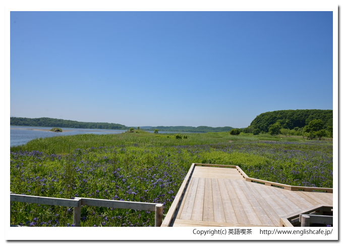 濤沸湖、移動して、ヒオウギアヤメ群生地へ（北海道網走市）