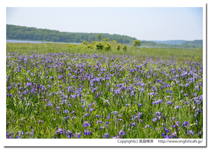 濤沸湖、ヒオウギアヤメ群生風景（北海道網走市）