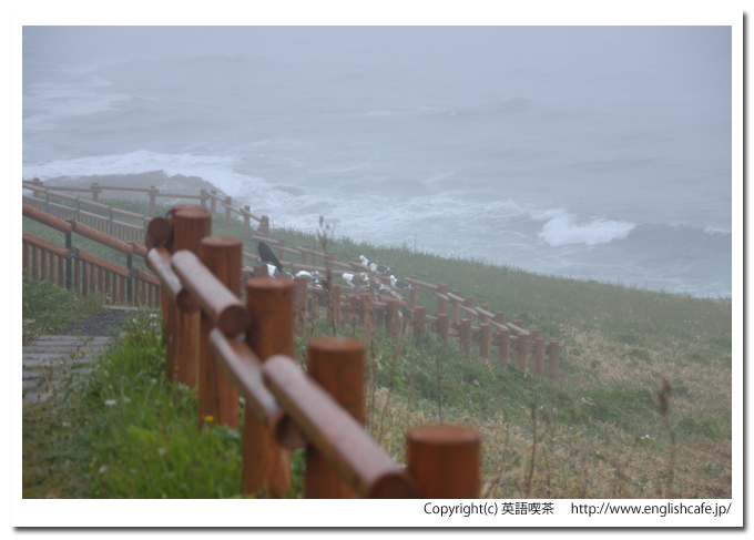 湯沸岬灯台、散策路にとまるカモメたち（北海道厚岸郡浜中町）