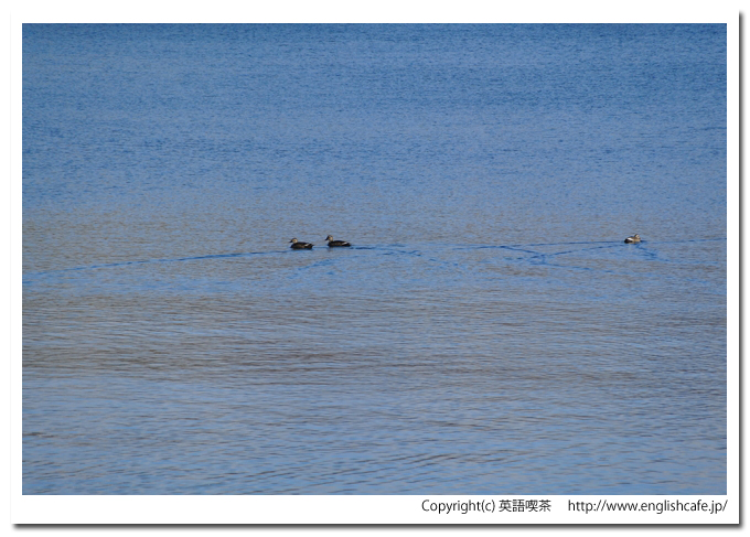 洞爺湖、洞爺湖面で休むカモ（北海道洞爺湖町）