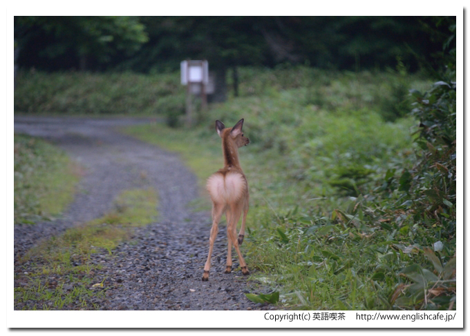 豊似湖、豊似湖の帰り道、エゾシカの子供が現れる（北海道えりも町）